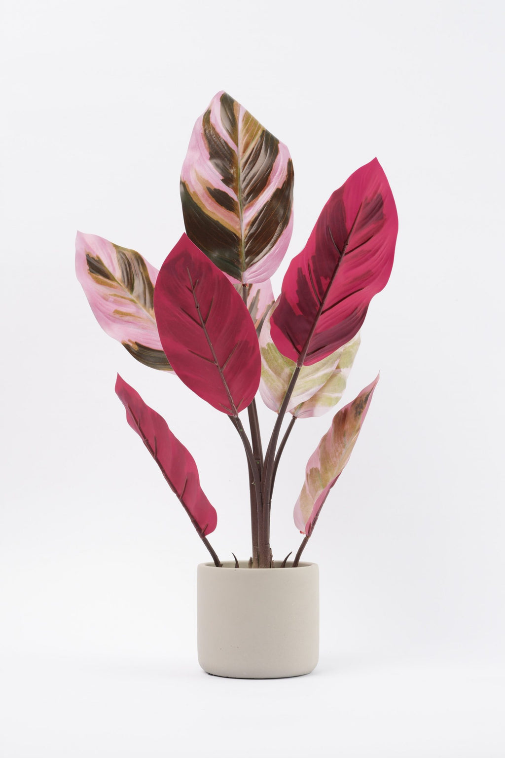 05BPOFE03 Rohdea Plant In Pot  [OOS]