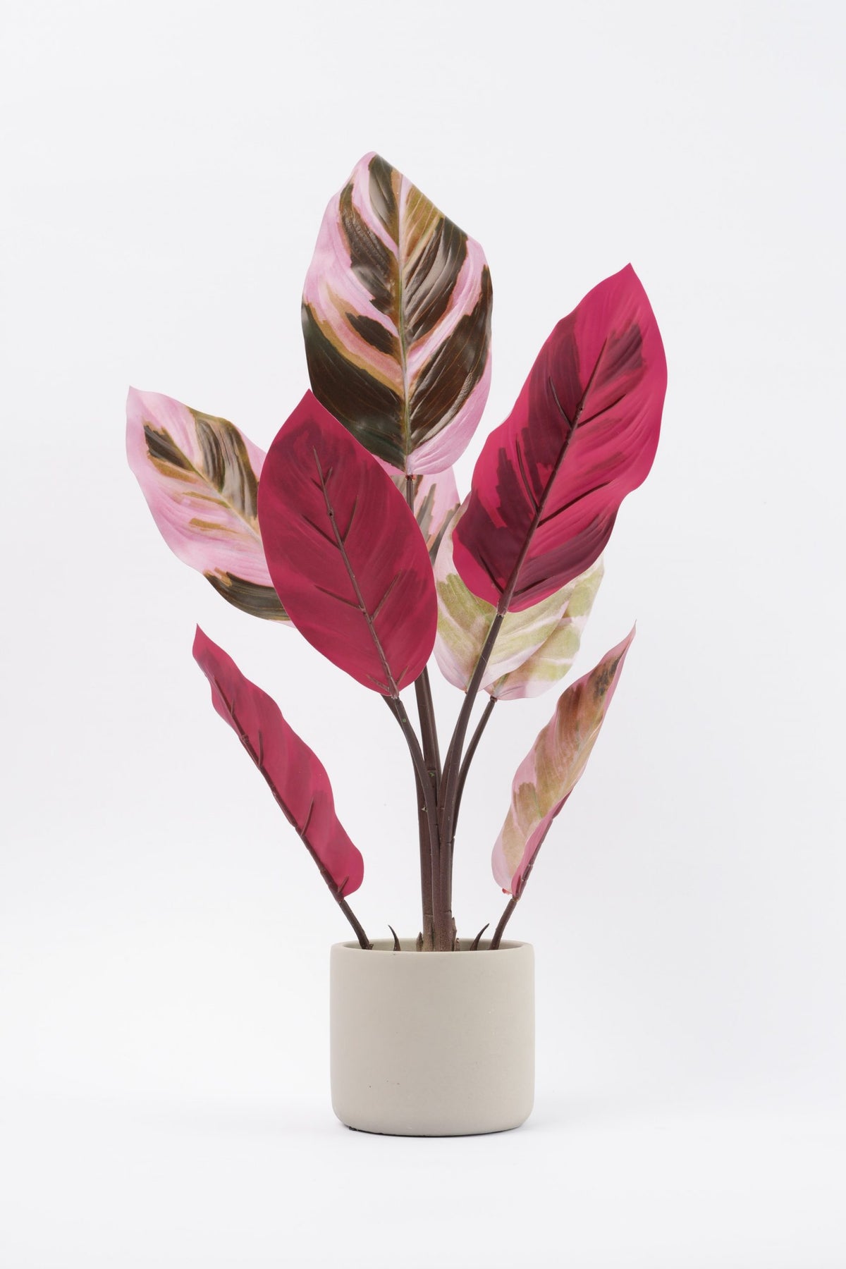 05BPOFE03 Rohdea Plant In Pot  [OOS]