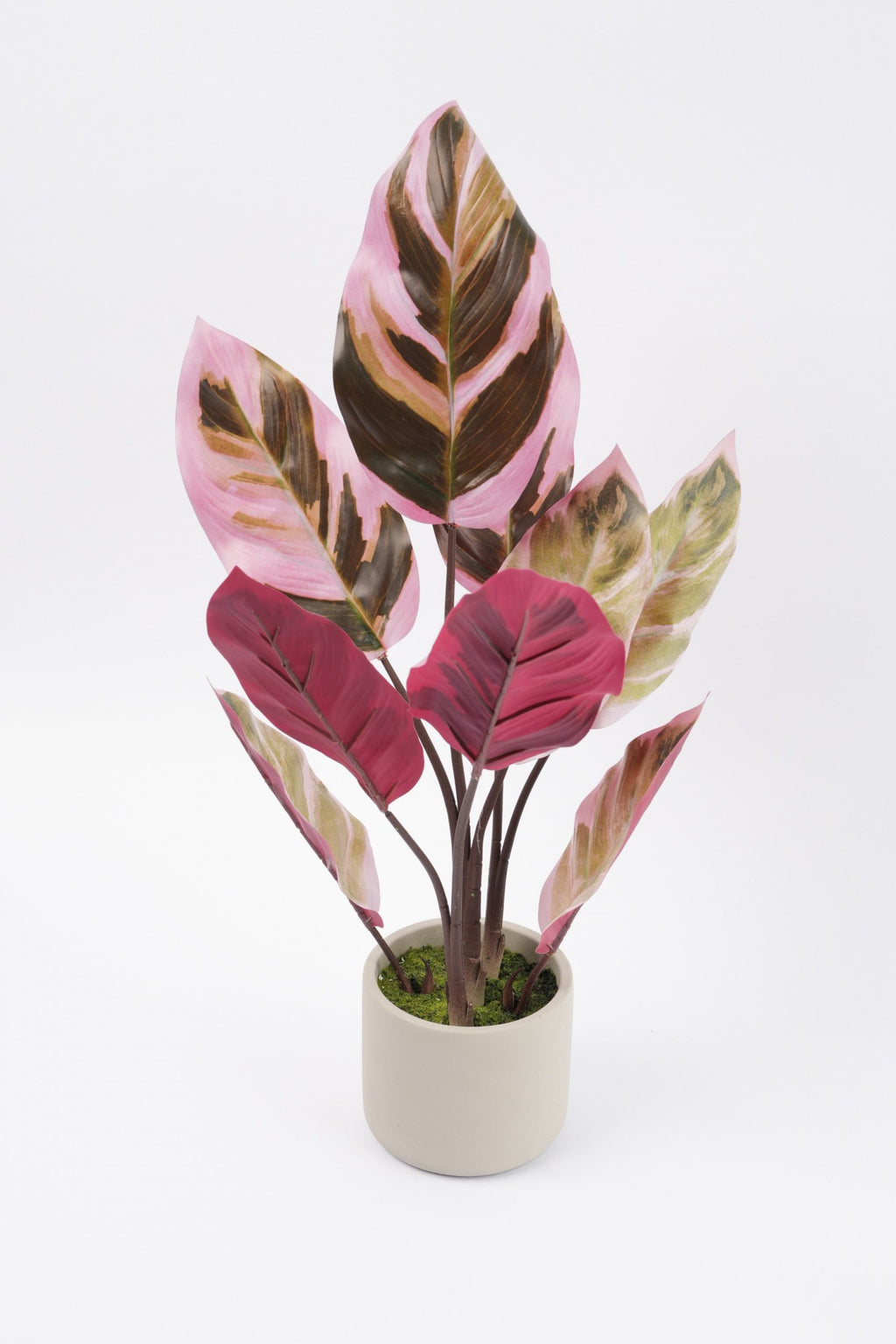 05BPOFE03 Rohdea Plant In Pot  [OOS]
