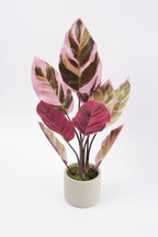 05BPOFE03 Rohdea Plant In Pot  [OOS]