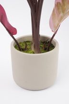 05BPOFE03 Rohdea Plant In Pot  [OOS]