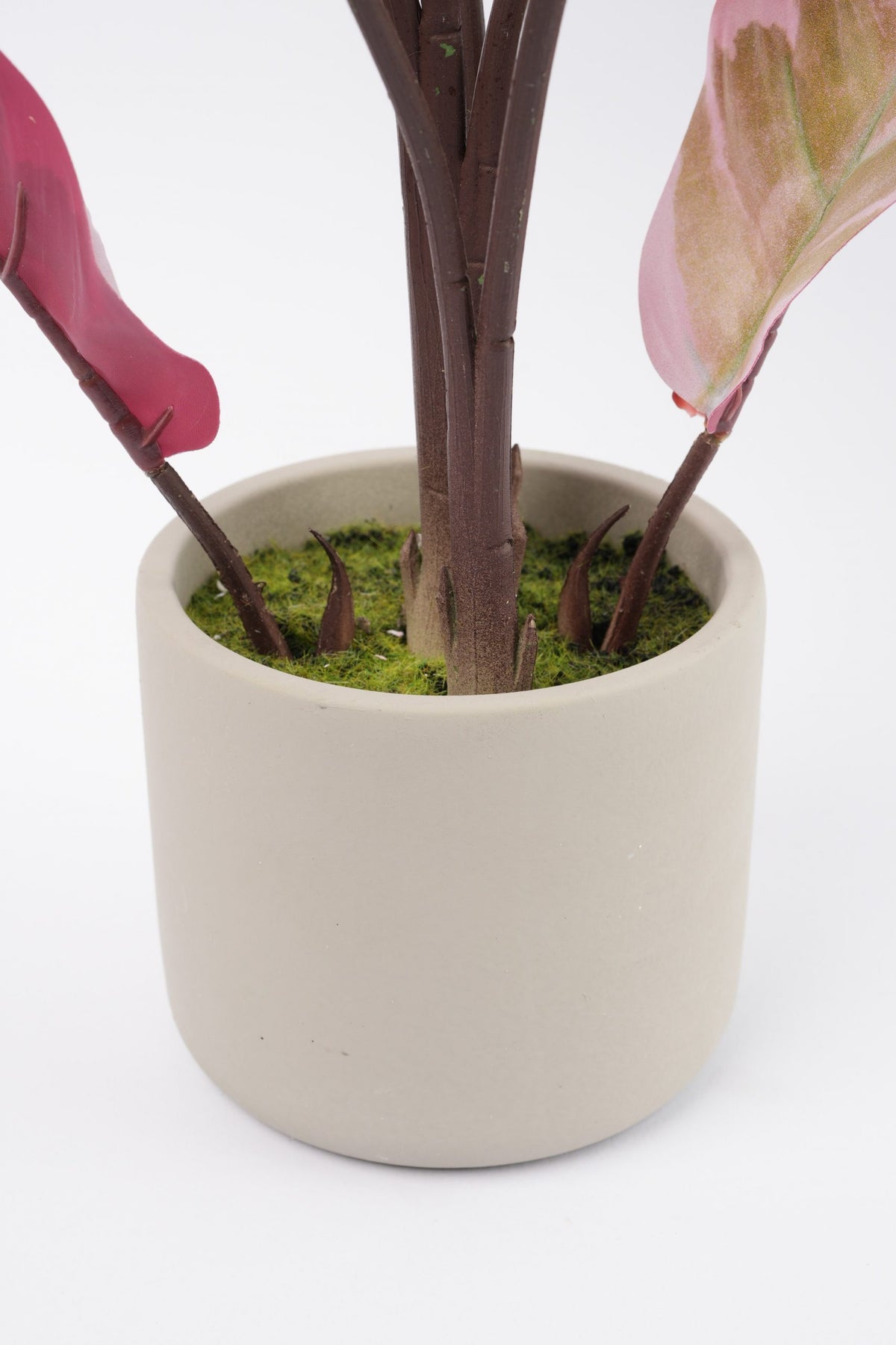 05BPOFE03 Rohdea Plant In Pot  [OOS]
