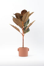 05BPOFE05 Ficus Tree In Pot