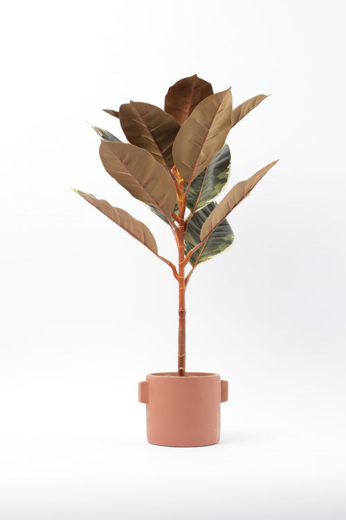 05BPOFE05 Ficus Tree In Pot