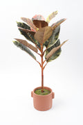 05BPOFE05 Ficus Tree In Pot