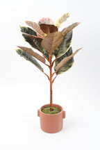 05BPOFE05 Ficus Tree In Pot
