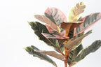 05BPOFE05 Ficus Tree In Pot