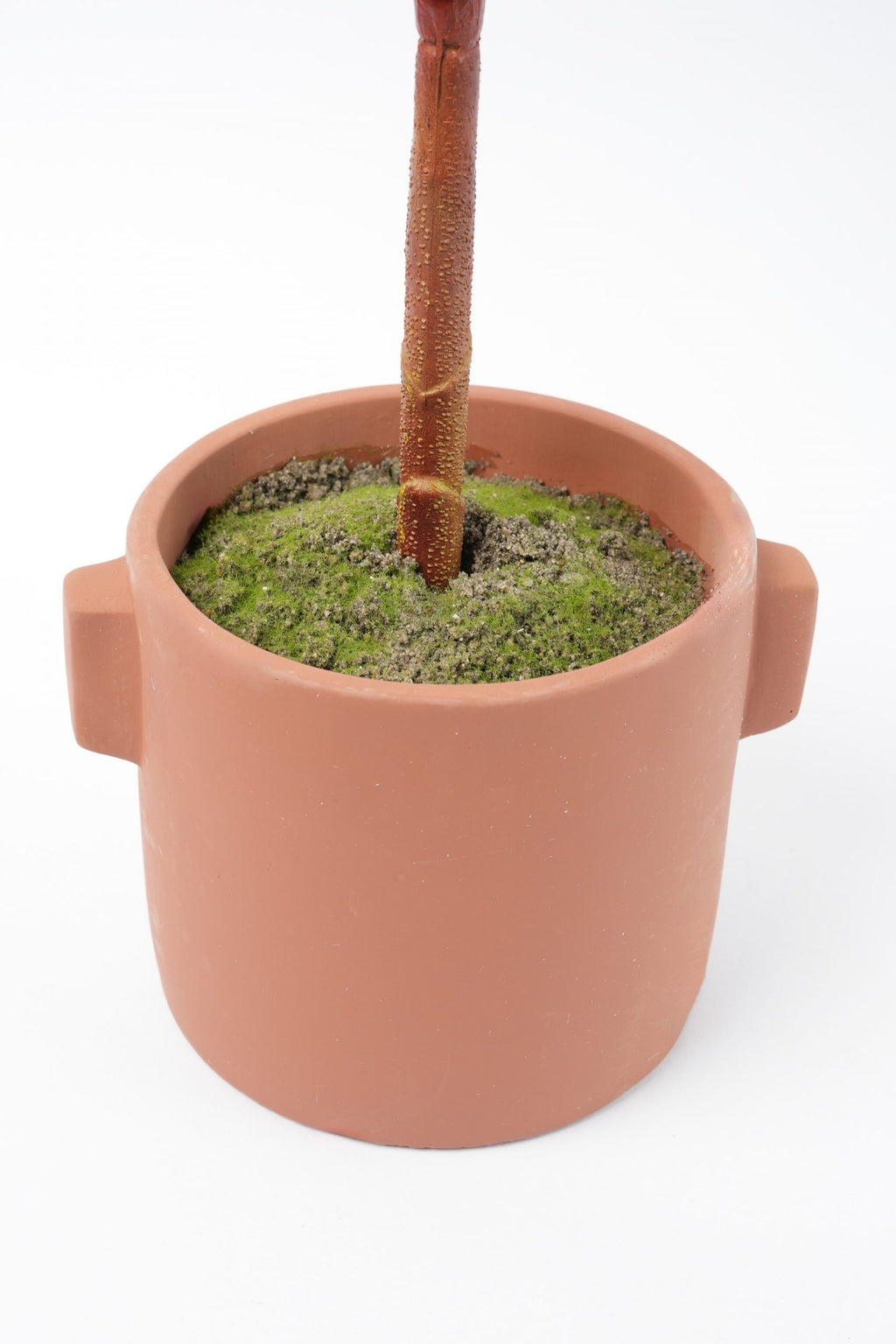 05BPOFE05 Ficus Tree In Pot