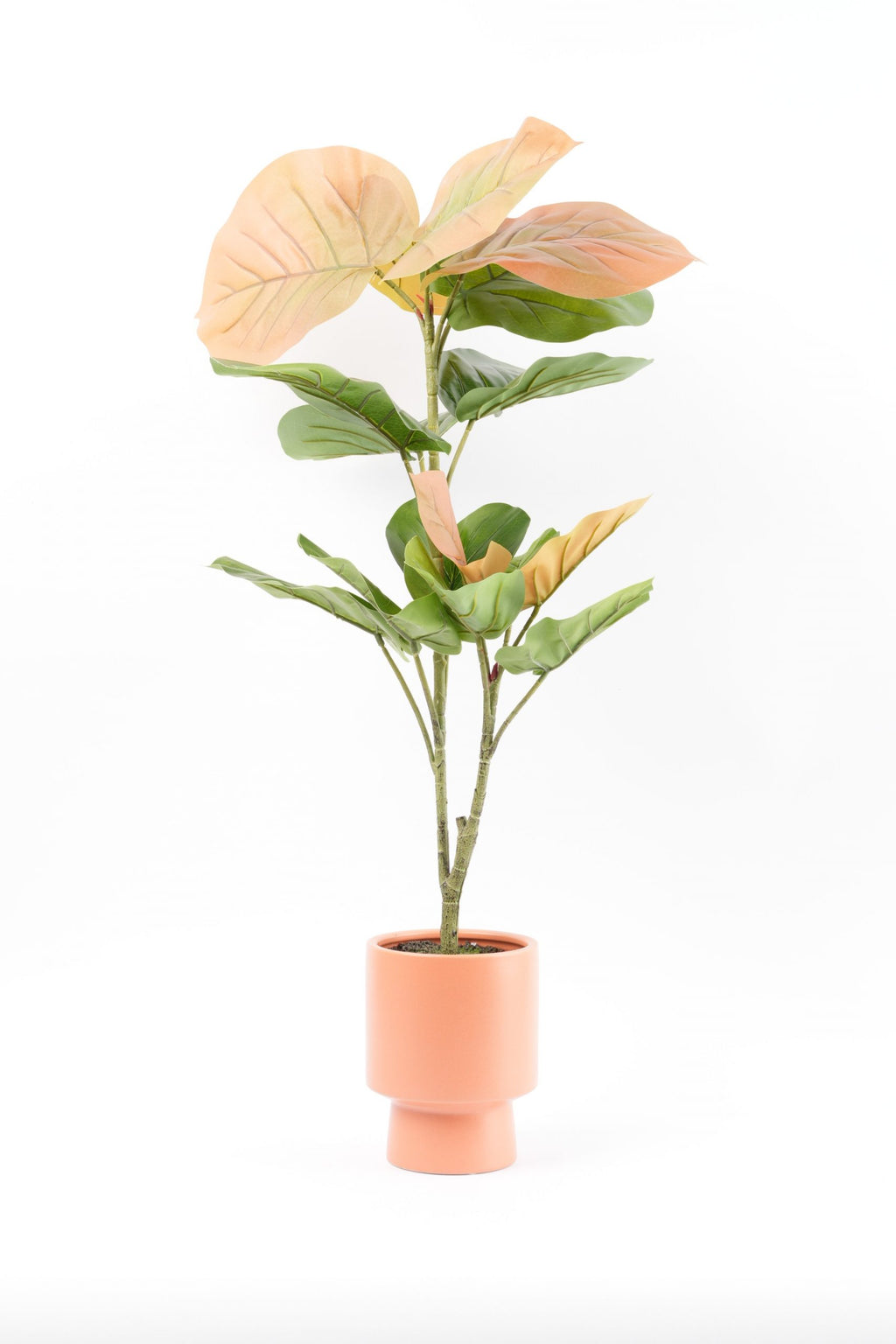 05BPOFE07 Ficus Tree In Pot [OOS]