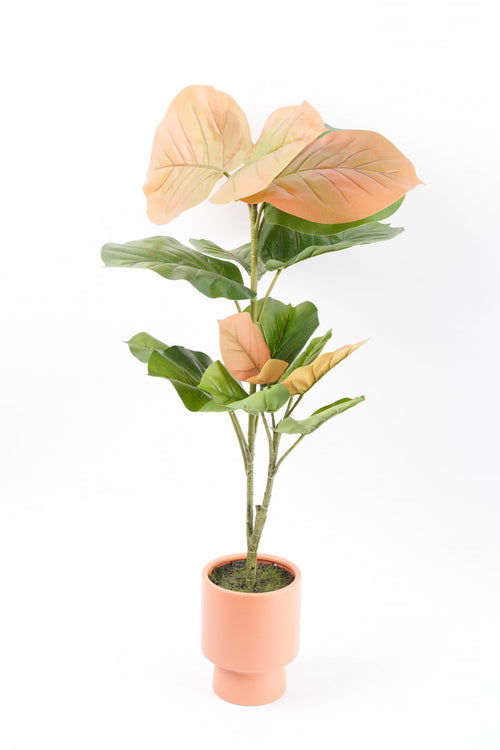 05BPOFE07 Ficus Tree In Pot [OOS]