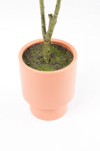 05BPOFE07 Ficus Tree In Pot [OOS]
