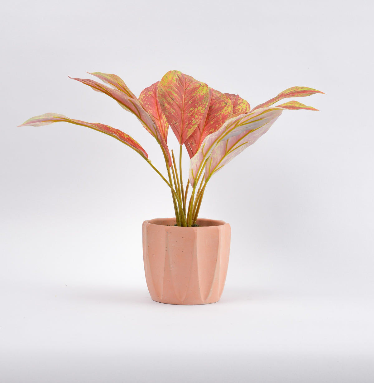 05BPOTE13 Aglaonema Plant In Pot