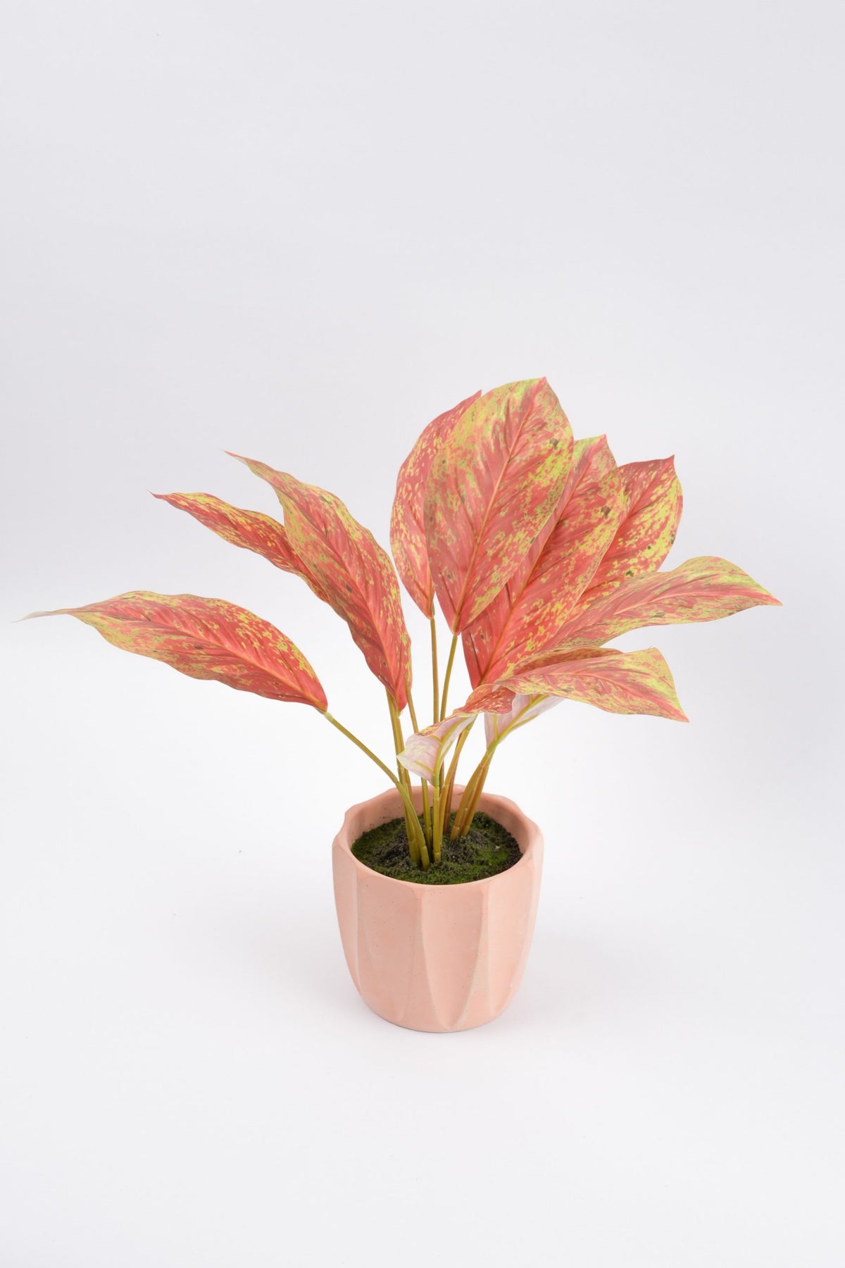 05BPOTE13 Aglaonema Plant In Pot