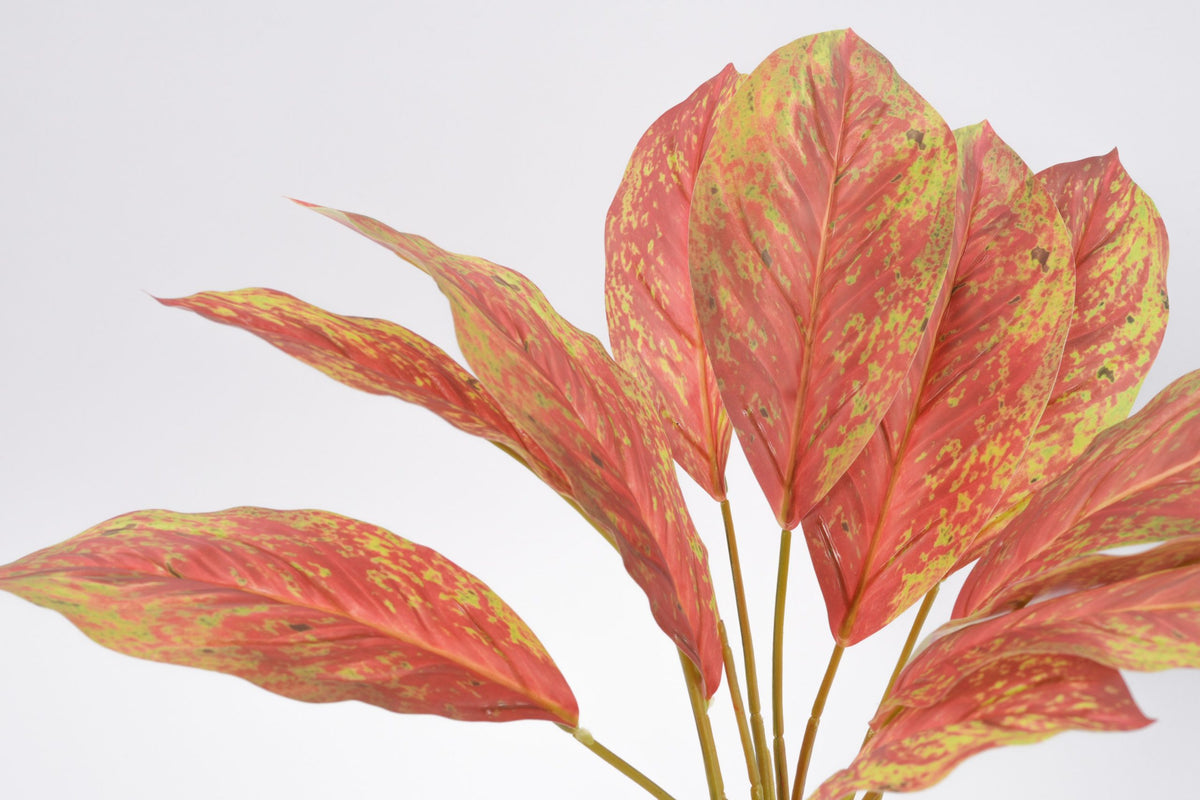 05BPOTE13 Aglaonema Plant In Pot
