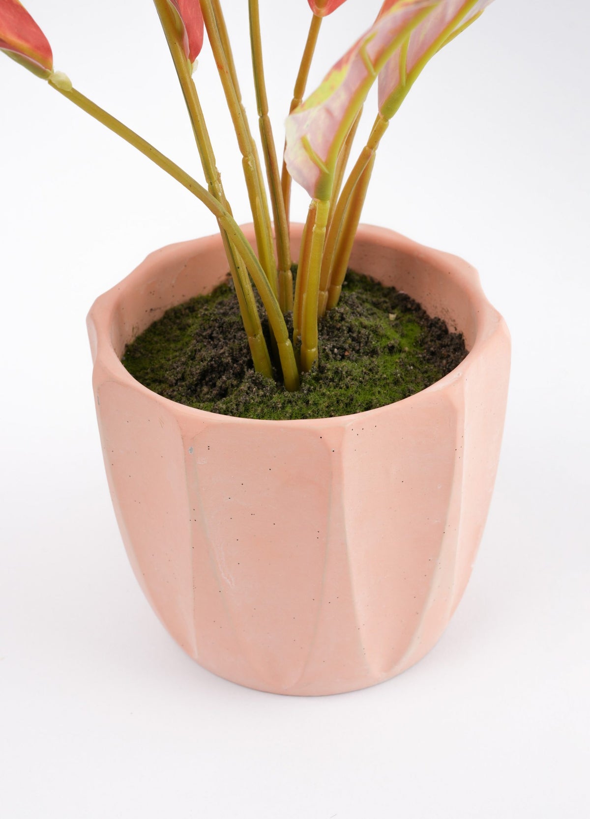 05BPOTE13 Aglaonema Plant In Pot