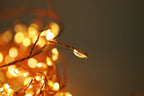 Lincoln Fairy Lights